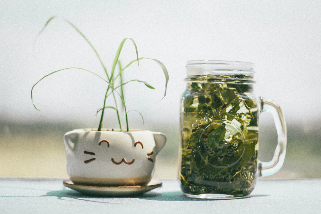 Does Green Tea Aid Digestion? [It's Tea-rific For You!]